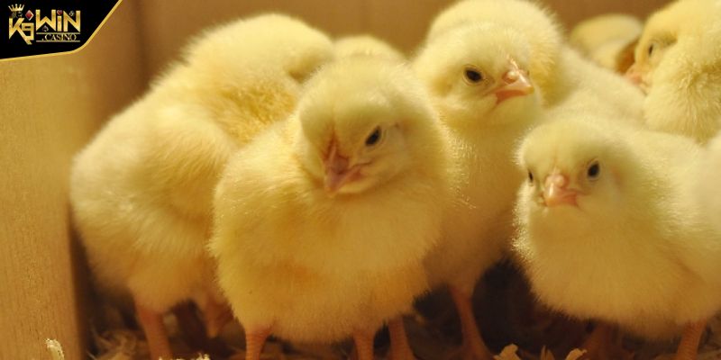 Cách Chăm Sóc Gà Con Mới Nở Hiệu Quả Tại Nhà Cho Người Mới 3 Cách chăm sóc gà con mới nở phòng bệnh