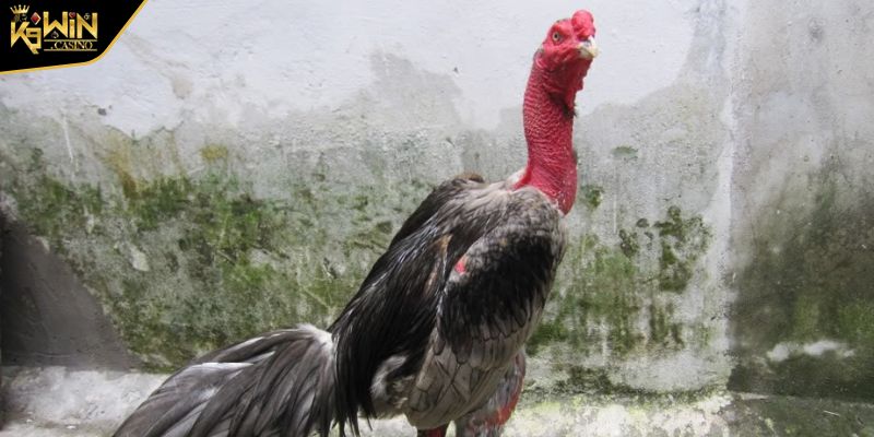 Cách Xem Tướng Gà Chọi - Kỹ Năng Không Thể Thiếu Của Chiến Kê 3 Cách xem tướng gà chọi thông qua đầu mặt và cổ