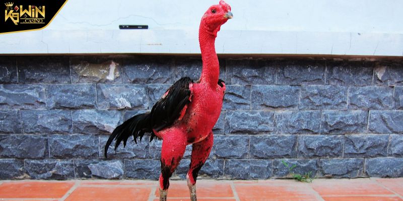 Cách Xem Tướng Gà Chọi - Kỹ Năng Không Thể Thiếu Của Chiến Kê 2 Ý nghĩa của việc học cách xem tướng gà chọi