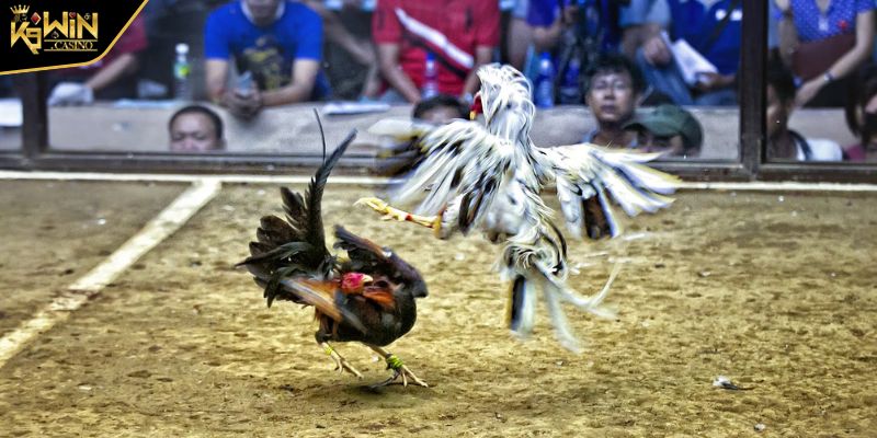Gà Tre Mỹ Rặc Dòng Kelso - Chiến Kê Với Sức Chiến Đấu Bền Bỉ 2 Đặc điểm khác biệt của gà tre Mỹ rặc dòng Kelso
