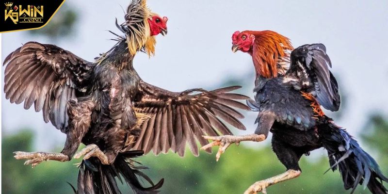 Kèo Đá Gà - Hướng Dẫn Chi Tiết Cho Người Mới Bắt Đầu 2 Kèo đá gà là gì?