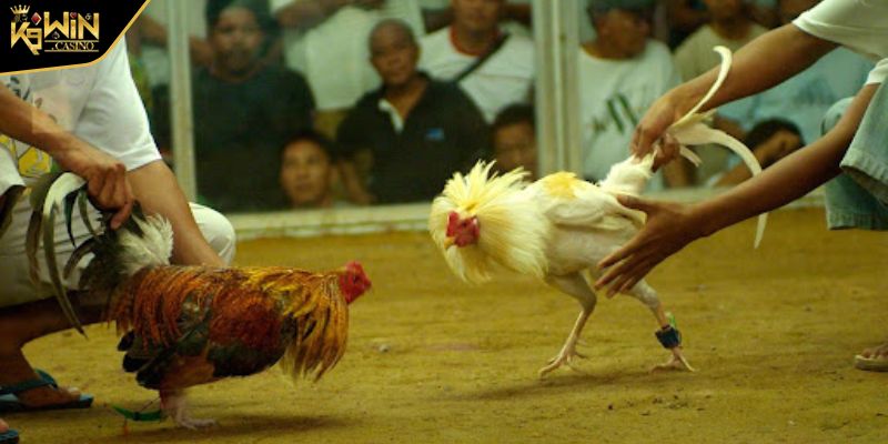 Luật Đá Gà Tre - Thông Tin Quan Trọng Hội Viên Cần Tìm Hiểu 2 Giới thiệu về luật đá gà tre