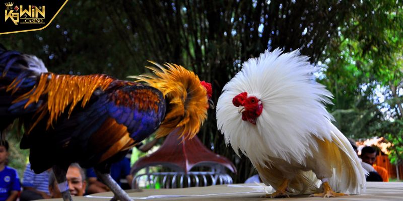 Luật Đá Gà Tre - Thông Tin Quan Trọng Hội Viên Cần Tìm Hiểu 3 Phân định thắng thua quyết định chiến thắng